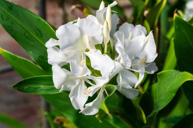 Hedychium coronarium - Butterfly Ginger