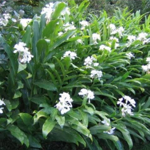 Hedychium coronarium - Butterfly Ginger