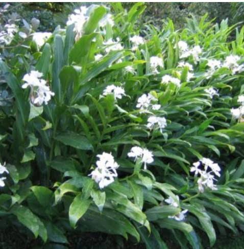 Hedychium coronarium - Butterfly Ginger