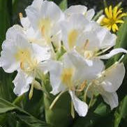 Hedychium coronarium - Butterfly Ginger