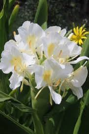 Hedychium coronarium - Butterfly Ginger