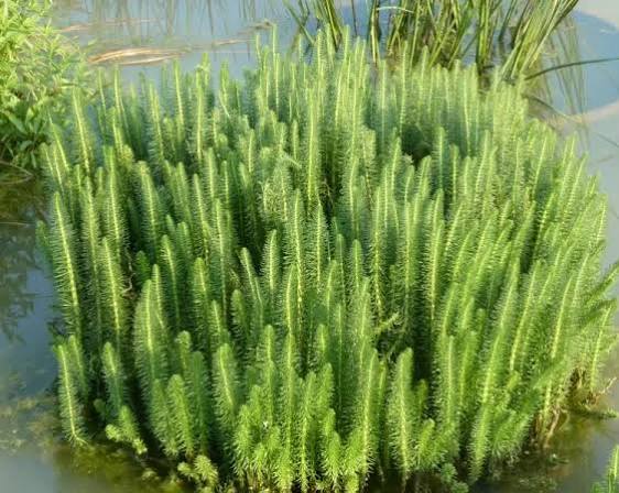 Hippuris vulgaris - Mare's Tail