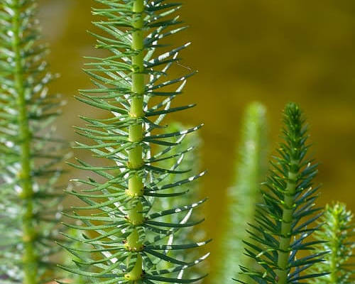 Hippuris vulgaris - Mare's Tail
