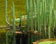 Hippuris vulgaris - Mare's Tail