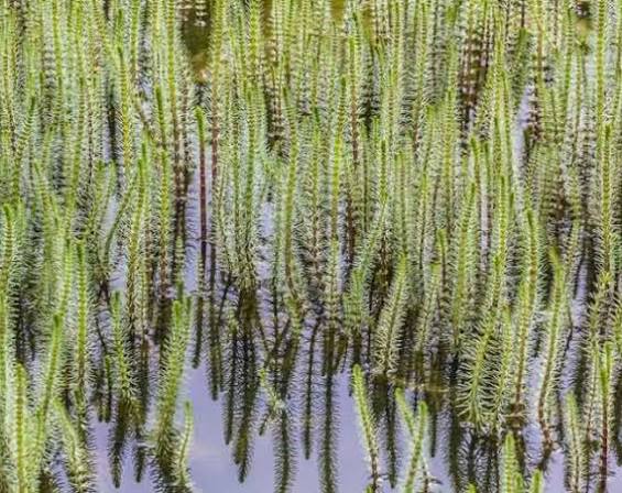 Hippuris vulgaris - Mare's Tail