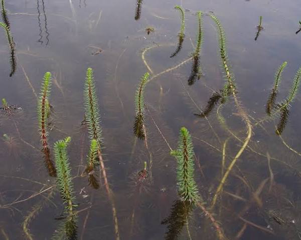 Hippuris vulgaris - Mare's Tail