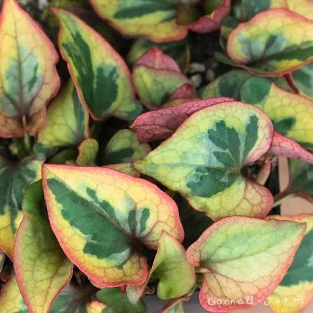 Houttuynia cordata - Chameleon Plant