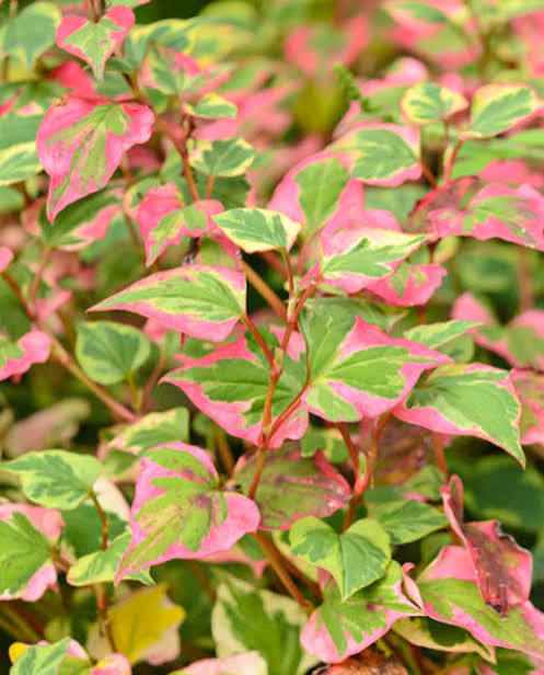 Houttuynia cordata - Chameleon Plant