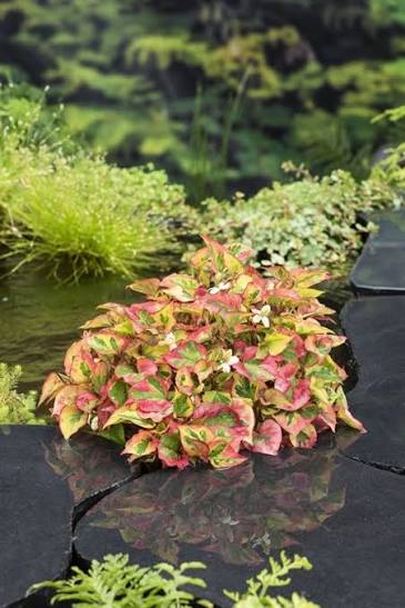 Houttuynia cordata - Chameleon Plant