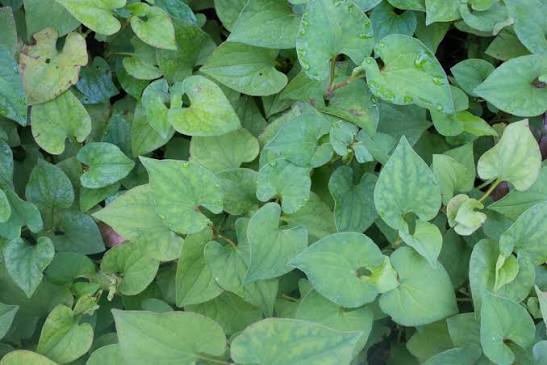 Houttynia cordata - Green Heart Leaf