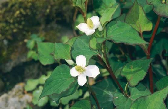 Houttynia cordata - Green Heart Leaf