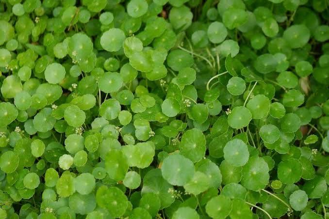 Hydrocotyle verticillata - Water Pennywort