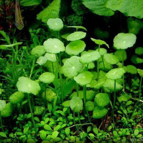 Hydrocotyle verticillata - Water Pennywort