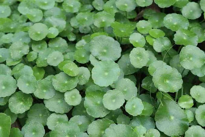 Hydrocotyle verticillata - Water Pennywort