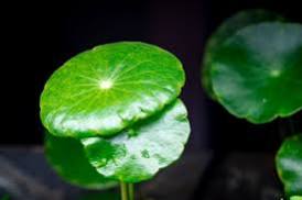 Hydrocotyle verticillata - Water Pennywort