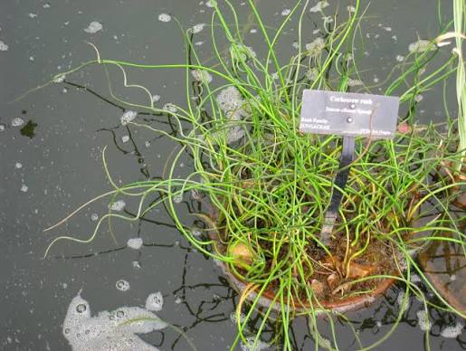 Juncus effusus ‘Spiralis’ - Corkscrew Rush