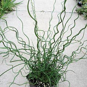Juncus effusus ‘Spiralis’ - Corkscrew Rush