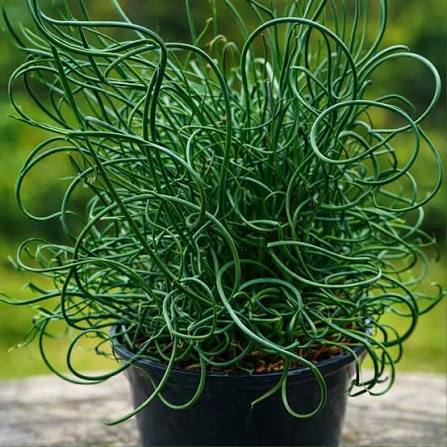 Juncus effusus ‘Spiralis’ - Corkscrew Rush