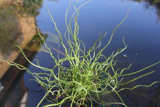 Juncus effusus ‘Spiralis’ - Corkscrew Rush