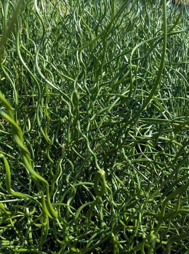 Juncus effusus ‘Spiralis’ - Corkscrew Rush