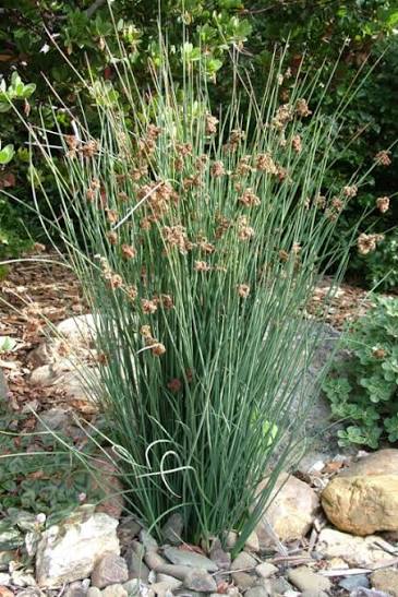 Juncus patens ‘Elk Blue’ - Elk Blue Rush