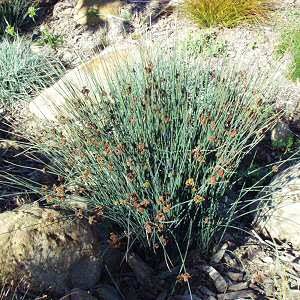 Juncus patens ‘Elk Blue’ - Elk Blue Rush