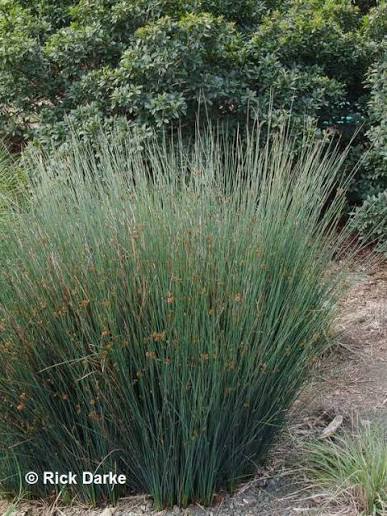 Juncus patens ‘Elk Blue’ - Elk Blue Rush