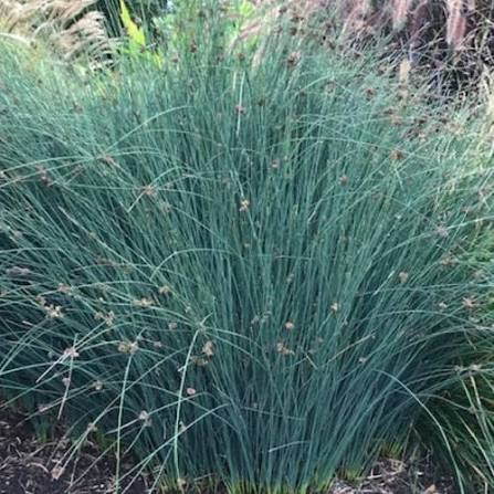 Juncus patens ‘Elk Blue’ - Elk Blue Rush