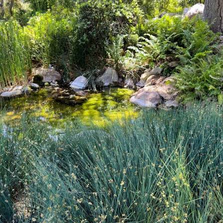 Juncus patens ‘Elk Blue’ - Elk Blue Rush