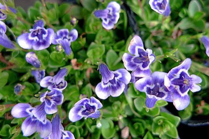 Lindernia grandiflora - Blue Moneywort