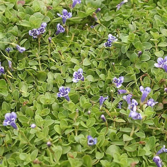 Lindernia grandiflora - Blue Moneywort