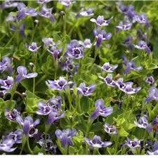 Lindernia grandiflora - Blue Moneywort