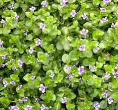Lindernia grandiflora - Blue Moneywort
