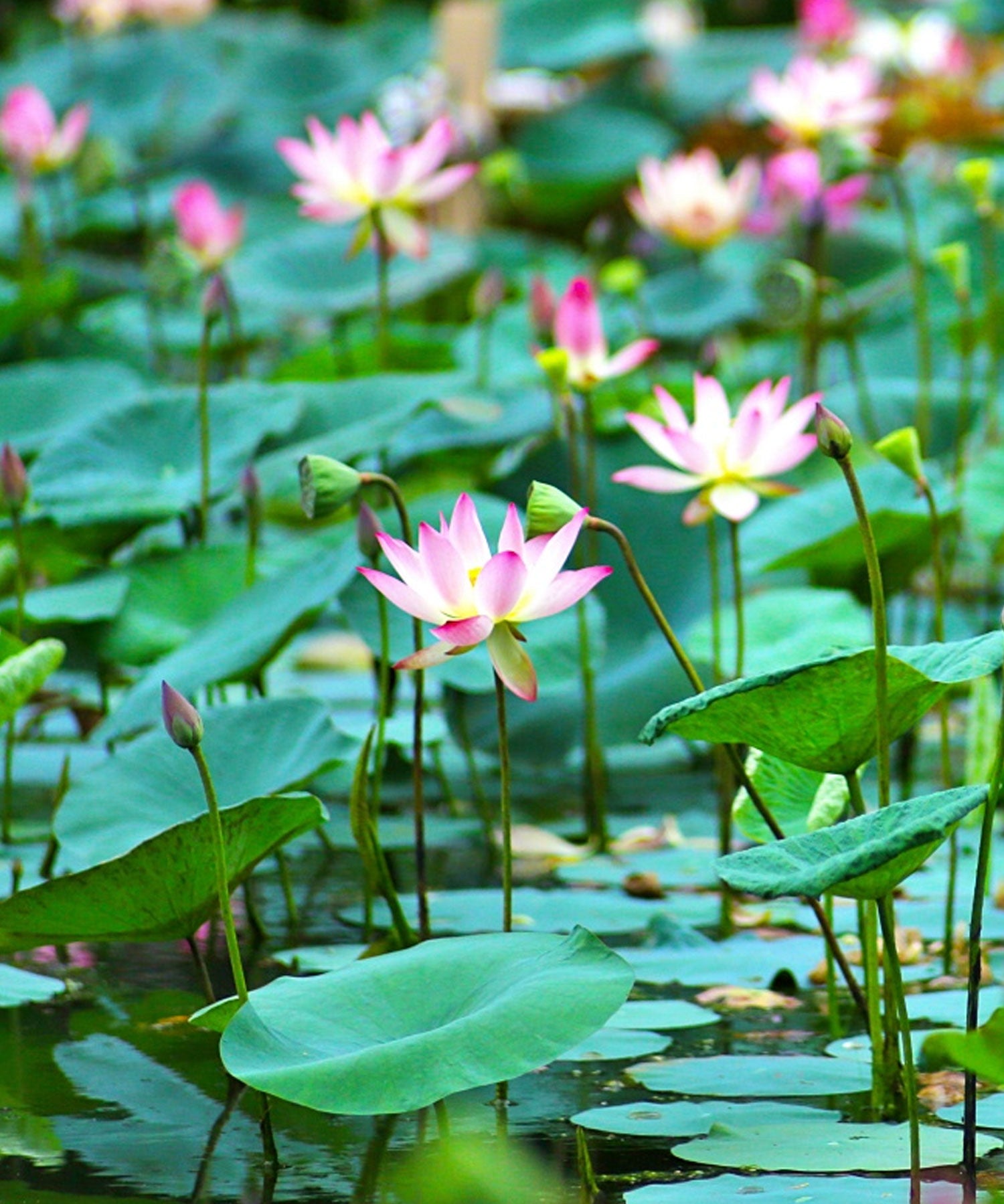 Lotus Plants