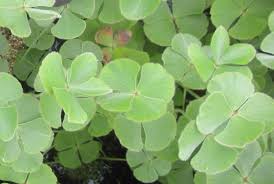 Marsilea drummondii - Fuzzy Water Clover