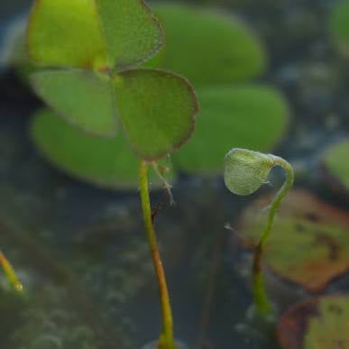 Marsilea drummondii - Fuzzy Water Clover