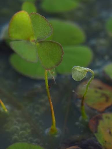 Marsilea drummondii - Fuzzy Water Clover