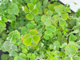 Marsilea drummondii - Fuzzy Water Clover