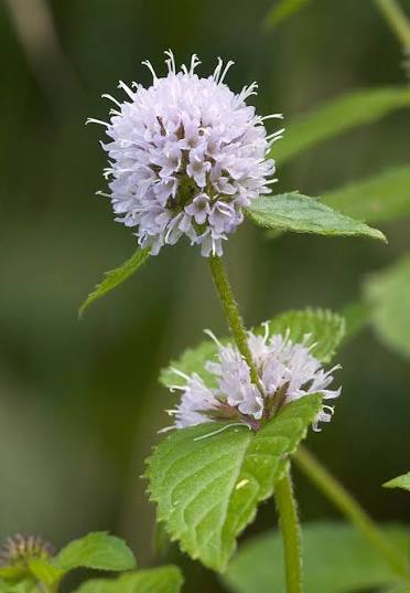 Mentha aquatica - Water Mint
