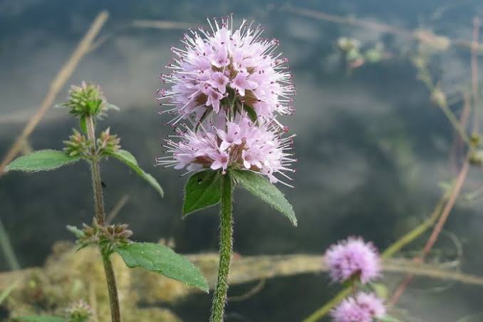 Mentha aquatica - Water Mint