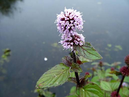 Mentha aquatica - Water Mint