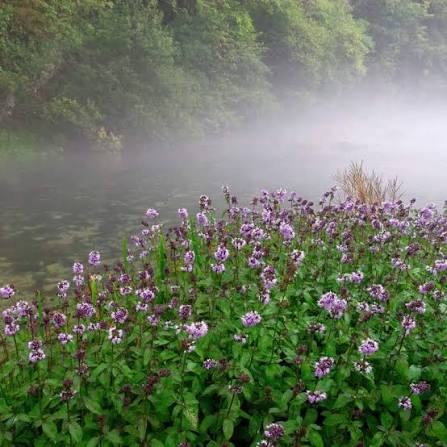 Mentha aquatica - Water Mint