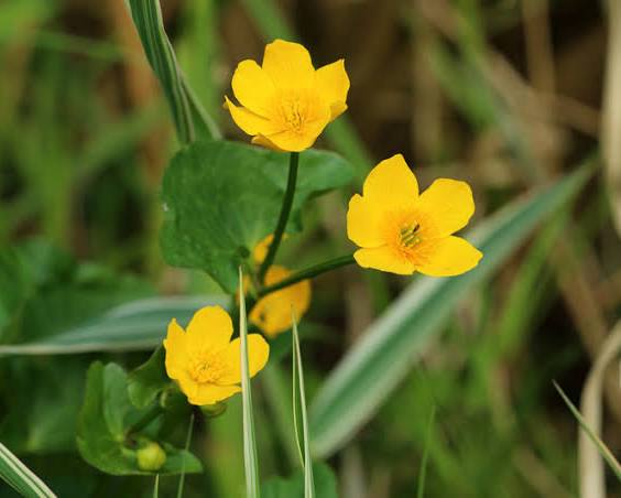 Ranunculus flammula - Miniature Spearwort