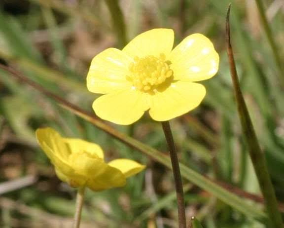 Ranunculus flammula - Miniature Spearwort
