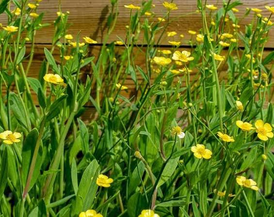 Ranunculus flammula - Miniature Spearwort