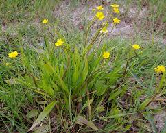 Ranunculus flammula - Miniature Spearwort