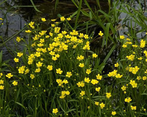 Ranunculus flammula - Miniature Spearwort