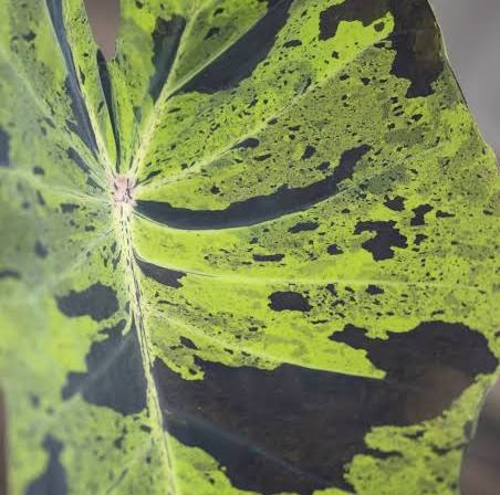 Colocasia esculenta ‘Mojito’ Taro