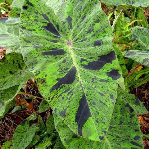 Colocasia esculenta ‘Mojito’ Taro