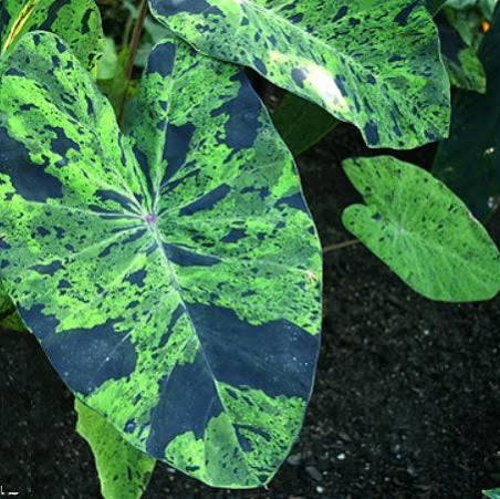 Colocasia esculenta ‘Mojito’ Taro